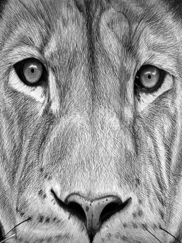 Lista 105+ Imagen como dibujar la cara de un león fácil Mirada tensa