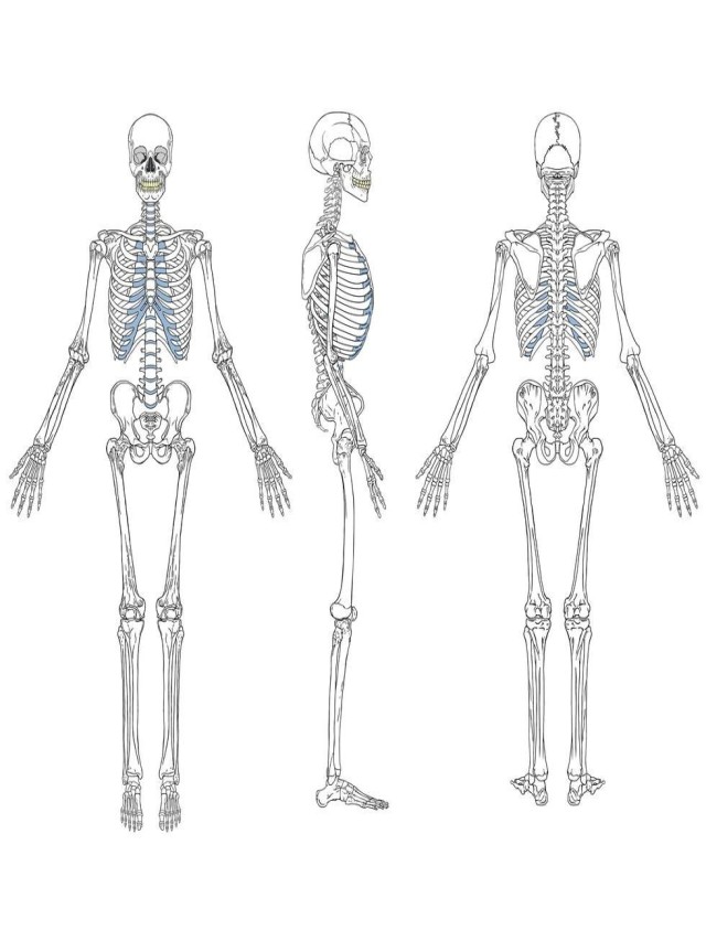 Sintético 105+ Foto como dibujar un esqueleto humano realista Mirada tensa
