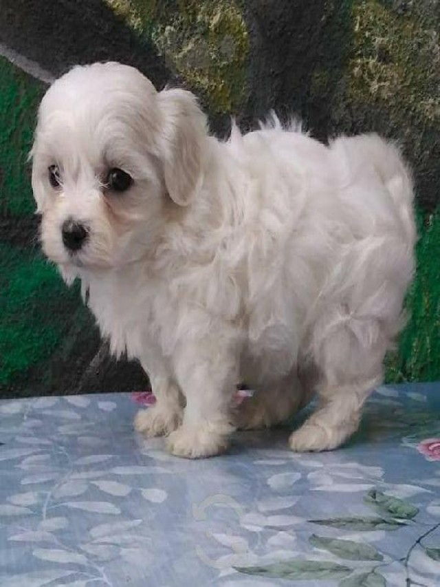 Álbumes 94+ Foto como educar a un cachorro maltés de 2 meses Cena hermosa