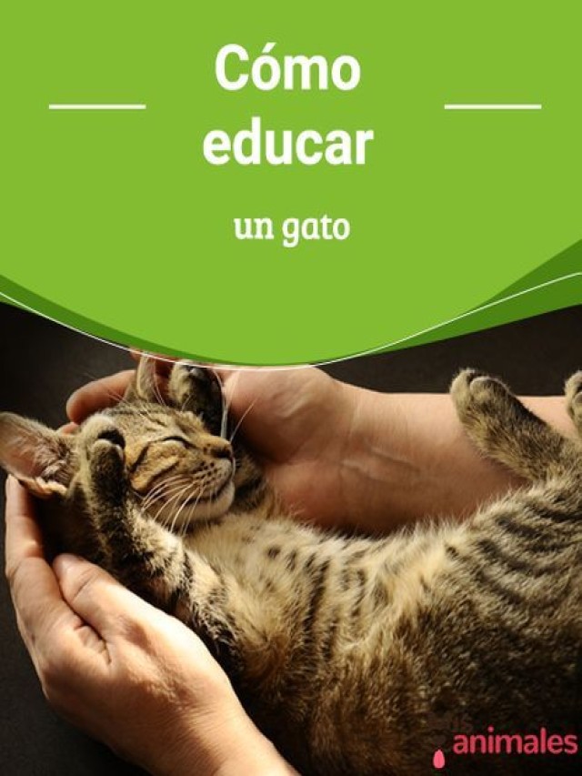 Álbumes 97+ Foto como educar a un gato para que no suba a las mesas Alta definición completa, 2k, 4k