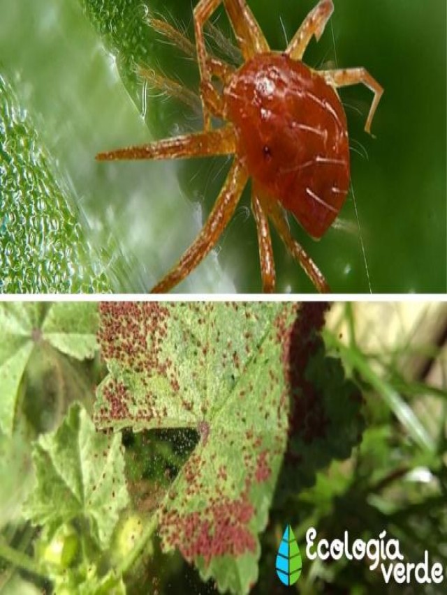 Álbumes 96+ Foto ¿cómo eliminar la araña roja de forma casera Actualizar