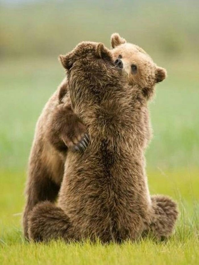Lista 102+ Foto como es el abrazo de oso Mirada tensa