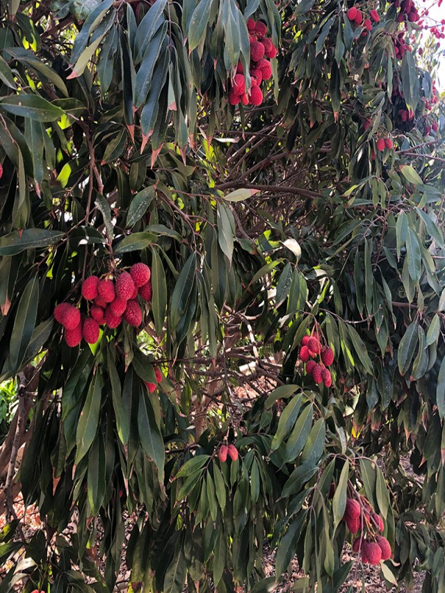 Sintético 93+ Foto como es el arbol de lichis Cena hermosa