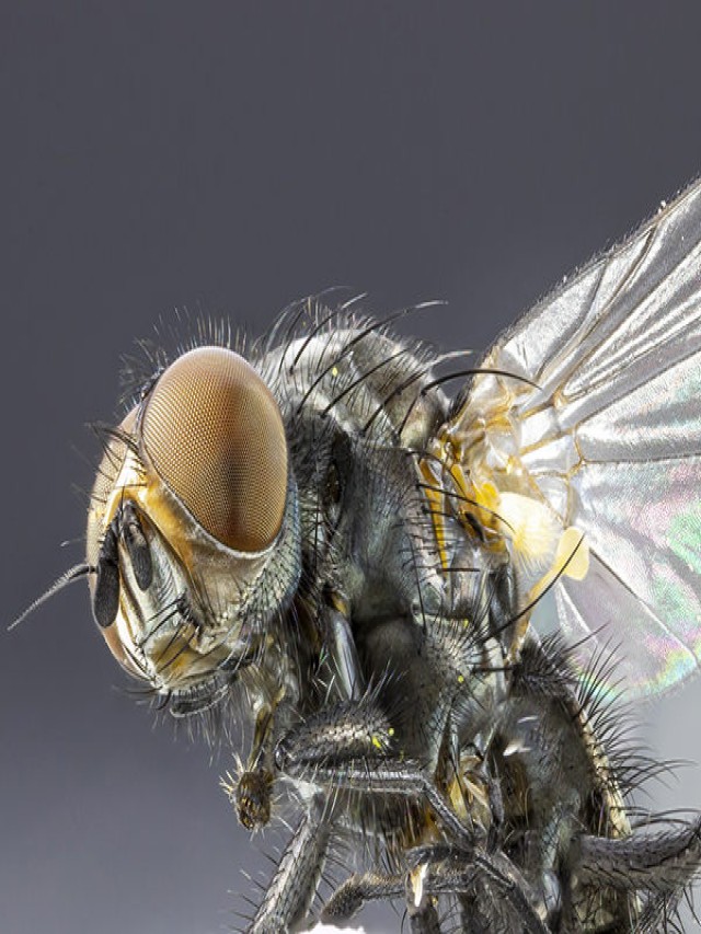 Sintético 98+ Foto cómo es la boca de una mosca Cena hermosa