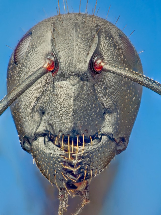 Lista 103+ Foto cómo es la cara de una hormiga Cena hermosa