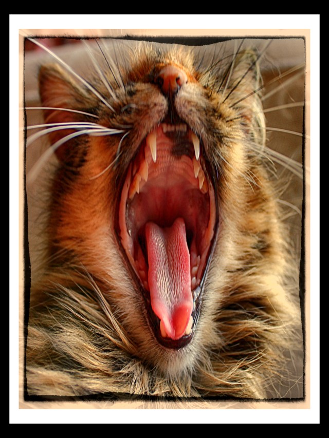 Álbumes 92+ Foto como es la lengua de un gato Alta definición completa, 2k, 4k