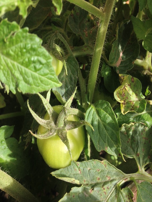 Lista 93+ Foto como es la planta de tomate verde Actualizar