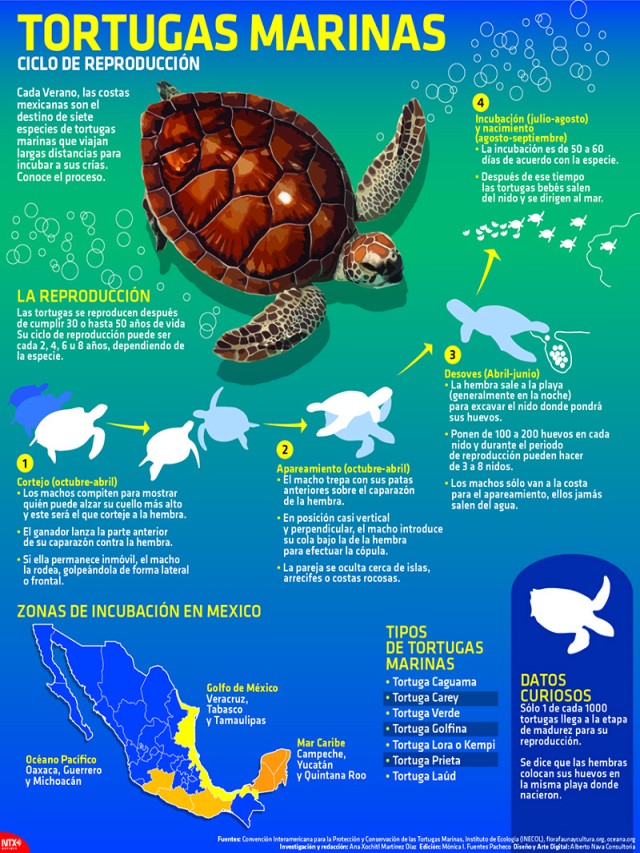 Sintético 101+ Foto como es la reproducción de las tortugas Mirada tensa