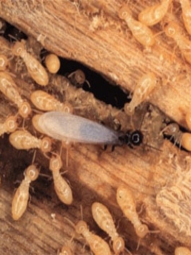Arriba 98+ Foto como es la termita de la madera Mirada tensa