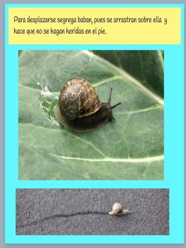Sintético 100+ Foto como evitar que los caracoles suban a los arboles Mirada tensa