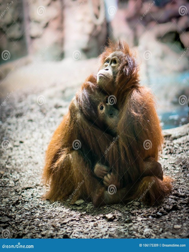 Sintético 101+ Foto como hacen el amor los monos Alta definición completa, 2k, 4k