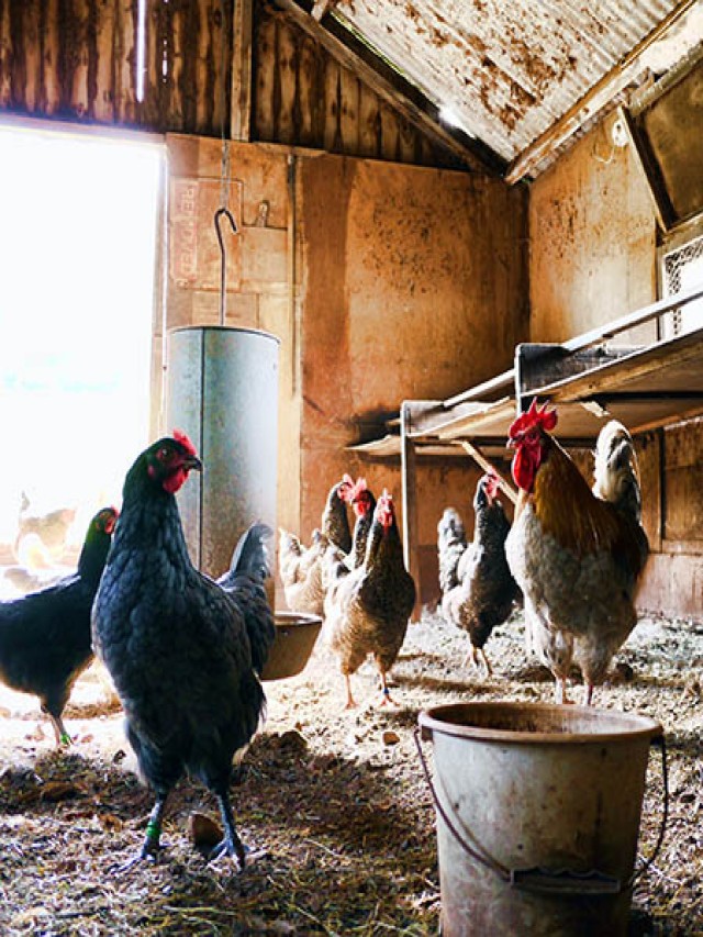 Lista 92+ Foto como hacer que las gallinas pongan en el ponedero Lleno