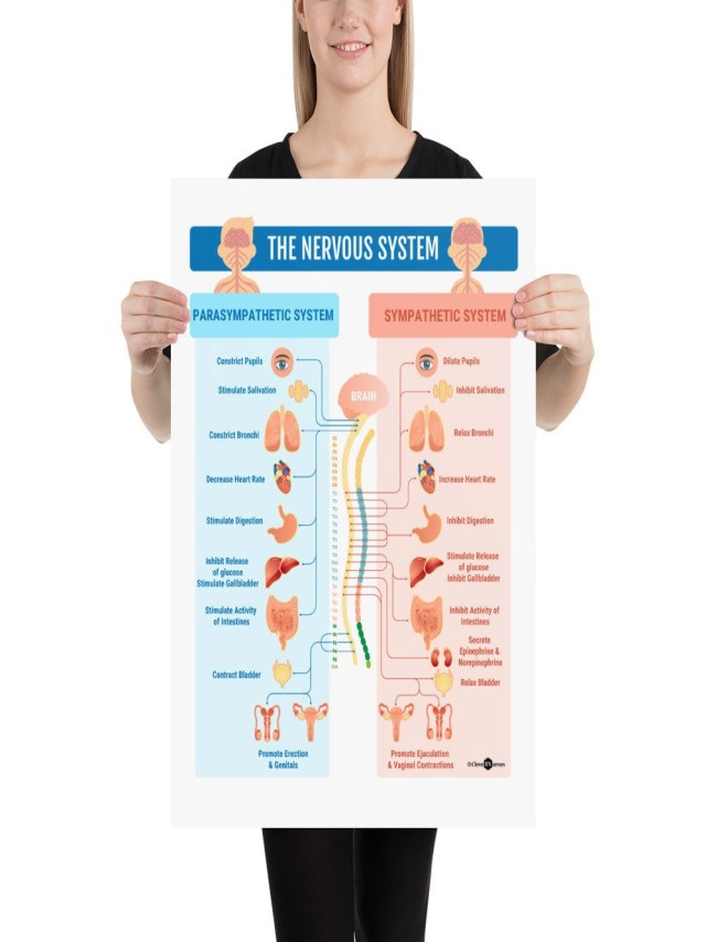 Lista 99+ Foto como hacer un cartel del sistema nervioso Actualizar