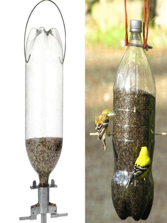Arriba 97+ Foto como hacer un comedero para pájaros con botellas de plástico Cena hermosa