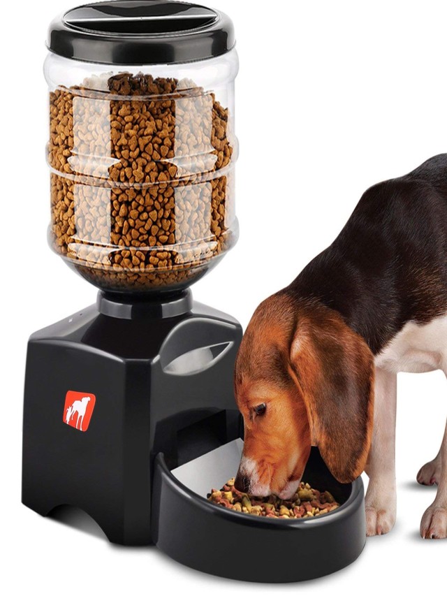 Lista 91+ Foto cómo hacer un dispensador de comida para perros Mirada tensa