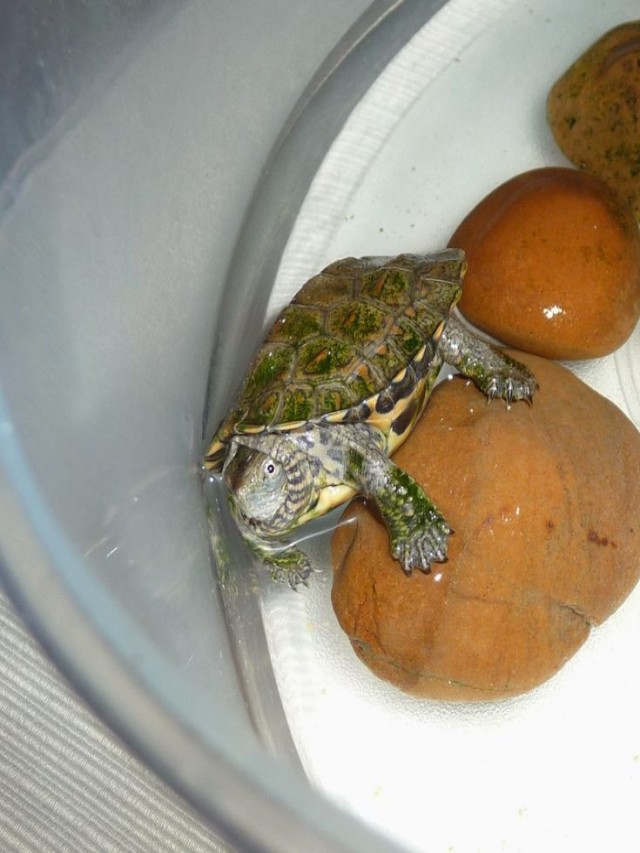 Sintético 99+ Foto como hacer un tortuguero para tortugas de tierra El último