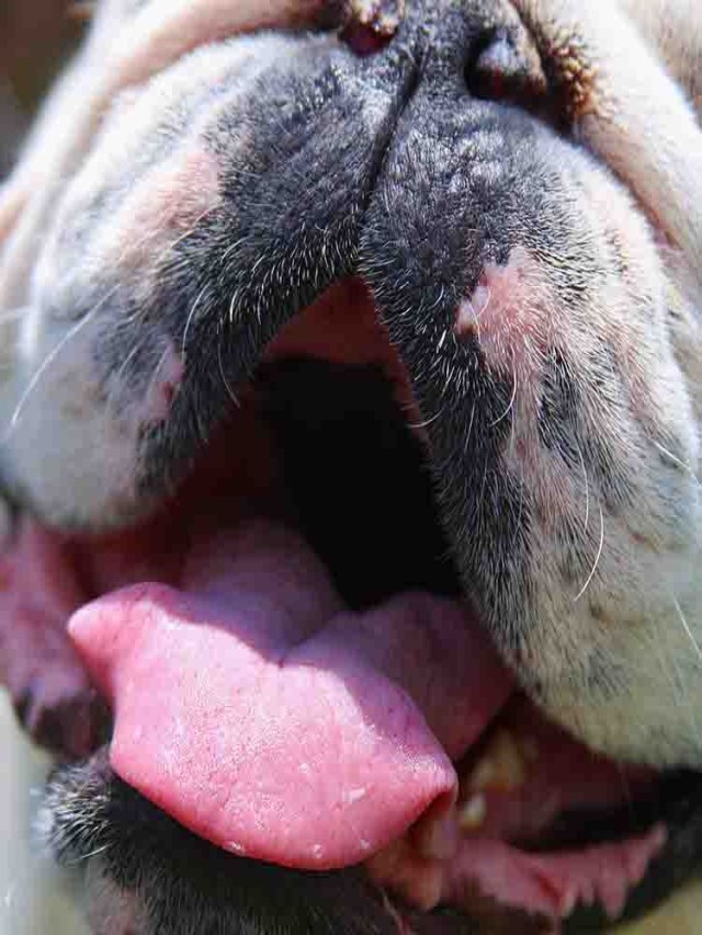 Lista 95+ Foto como lavar los dientes a un perro con bicarbonato Actualizar