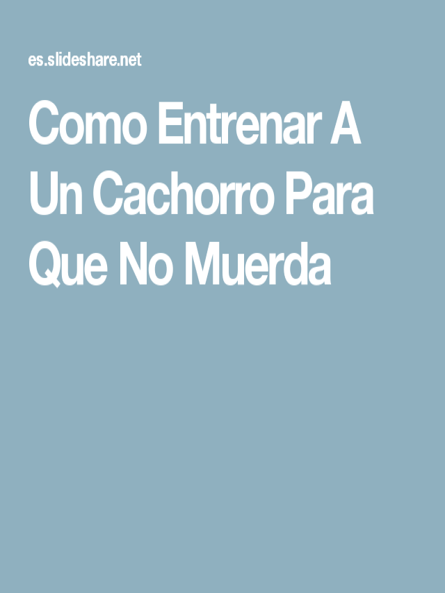 Lista 100+ Foto como regañar a un cachorro para que no muerda Lleno