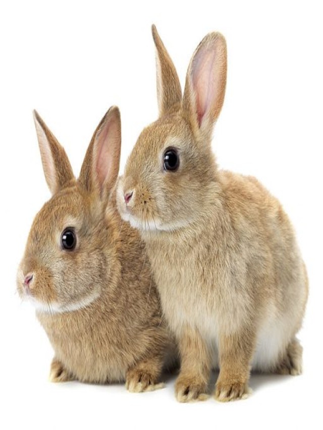 Sintético 101+ Foto como saber si un conejo enano es macho o hembra El último
