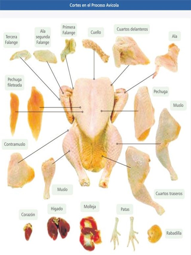 Lista 105+ Foto como saber si un pollo es gallo o gallina Lleno