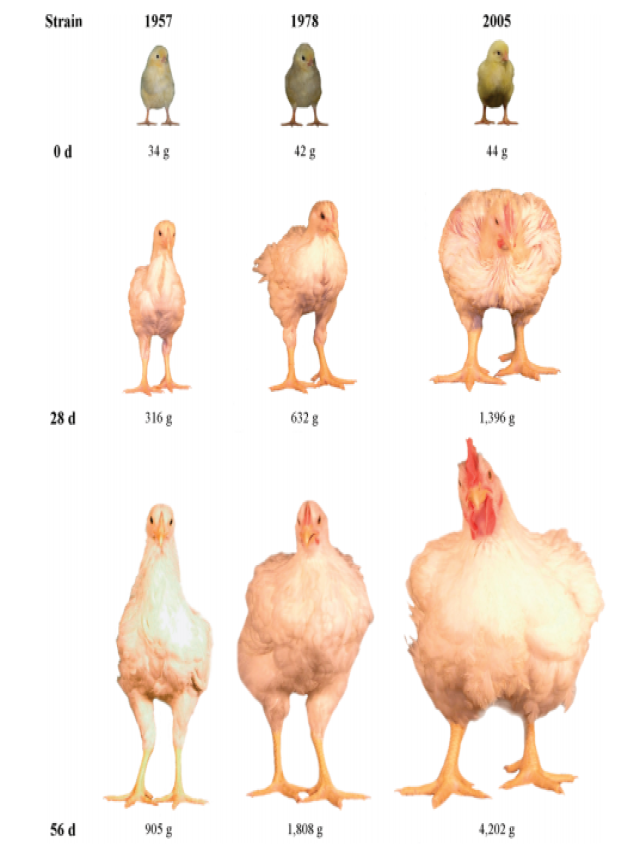 Lista 105+ Foto como saber si un pollo es macho o hembra Mirada tensa