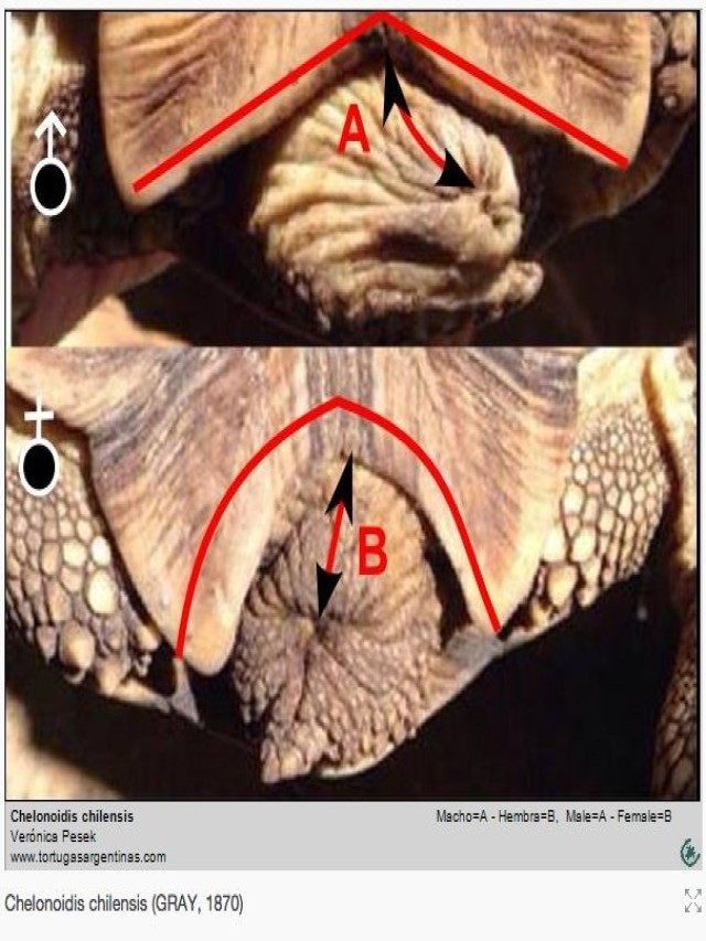Sintético 94+ Foto cómo saber si una tortuga es macho o hembra Alta definición completa, 2k, 4k