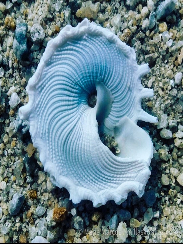 Sintético 97+ Foto como se forman las conchas de mar Cena hermosa