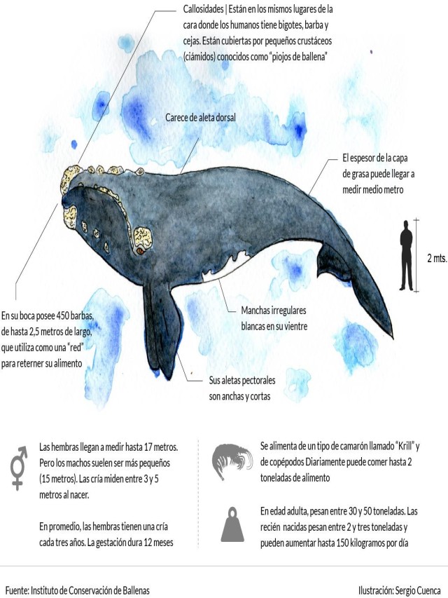 Sintético 95+ Foto como se llama el orificio de las ballenas Actualizar