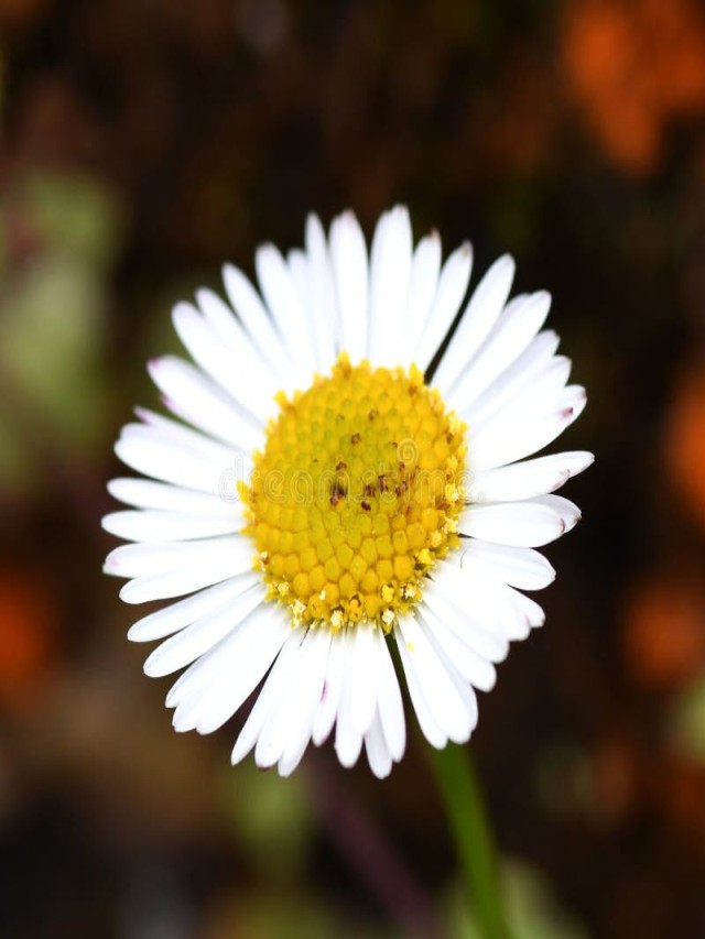 Lista 95+ Foto como se llama la flor blanca con centro amarillo El último