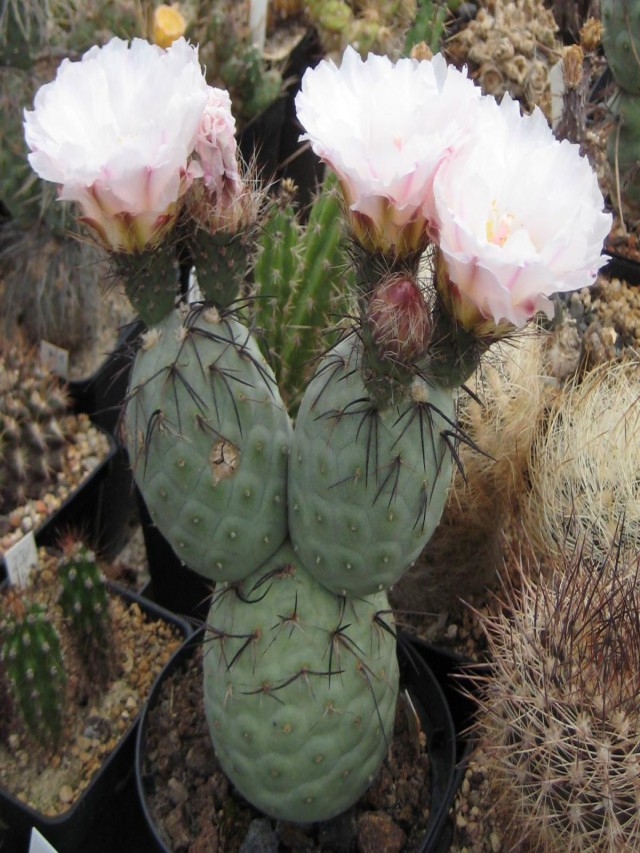 Sintético 98+ Foto como se llama la flor del cactus Mirada tensa