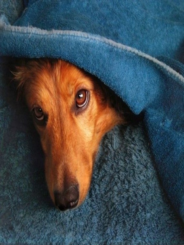 Sintético 104+ Foto como se ve un perro con moquillo Cena hermosa