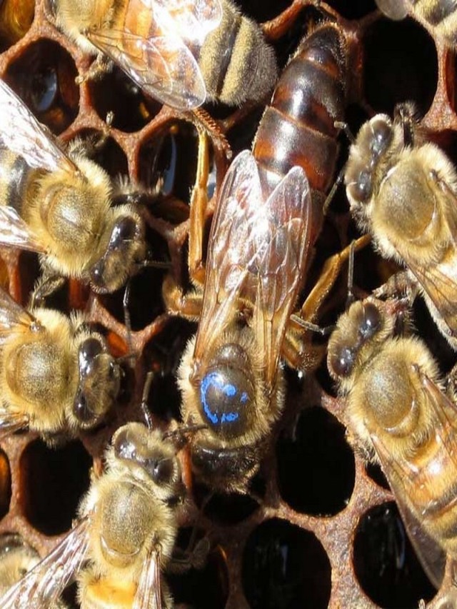 Lista 101+ Foto como se ve una abeja reina Alta definición completa, 2k, 4k