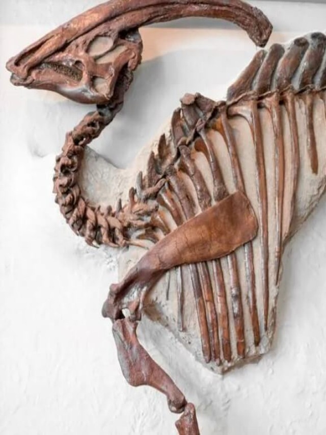 Lista 91+ Foto cómo son los huesos de los dinosaurios Actualizar