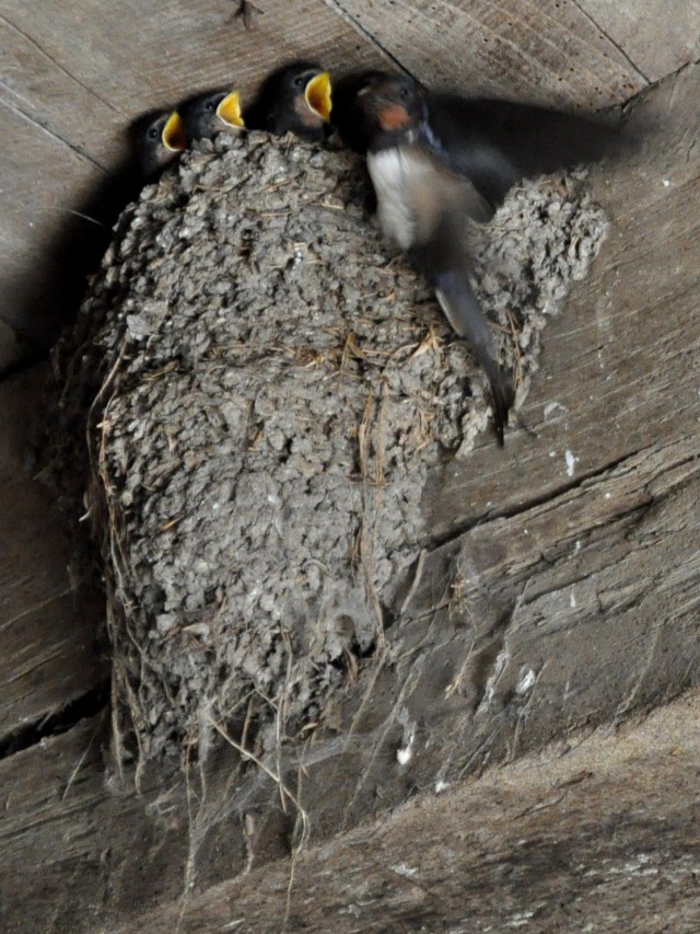 Lista 104+ Foto como son los nidos de las golondrinas Cena hermosa