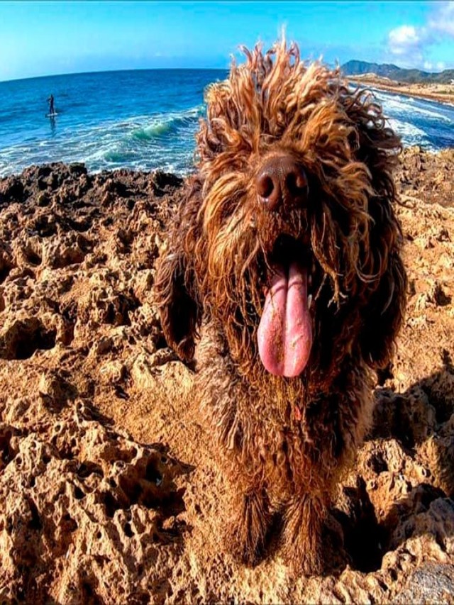 Lista 105+ Foto como son los perros del agua Mirada tensa
