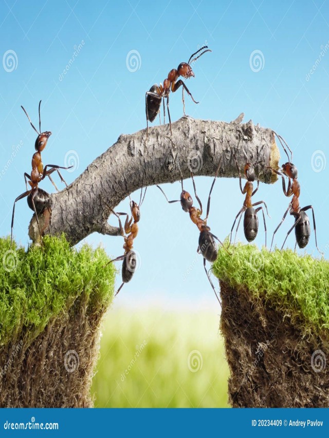 Hormigas vivas fotografías e imágenes de alta resolución - Alamy