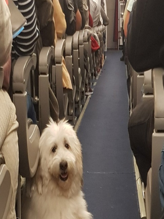 Álbumes 93+ Foto como viajan los perros en avion El último