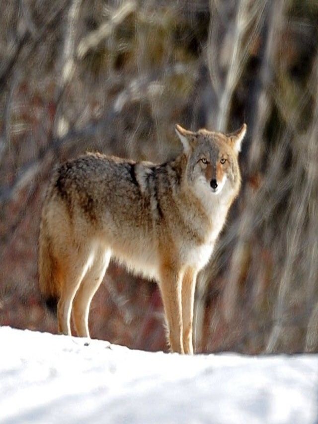 Lista 90+ Foto coyotes de canadá a estados unidos Actualizar