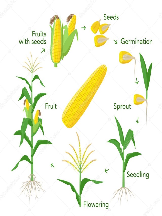 Lista 96+ Foto crecimiento del maíz día a día El último