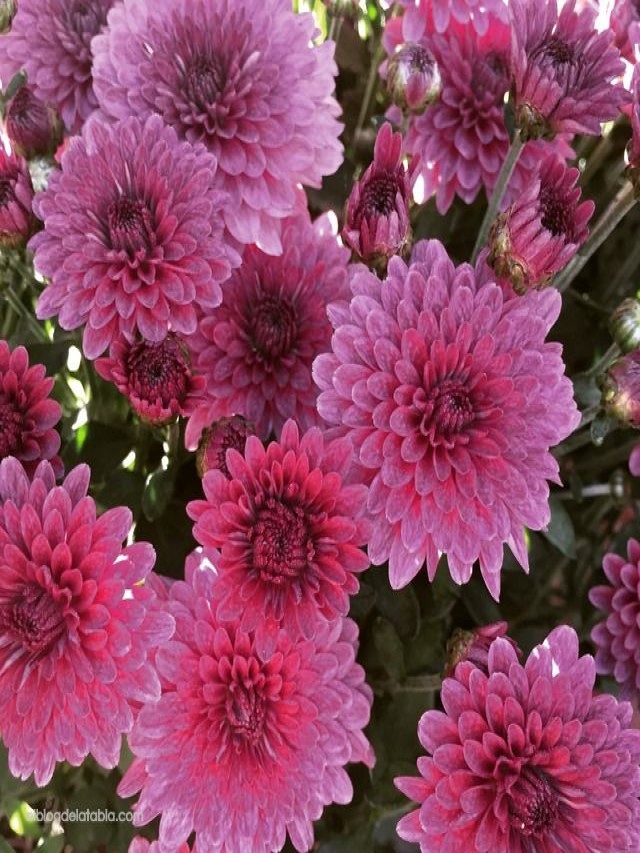 Arriba 105+ Foto crisantemos flores similares a las margaritas El último