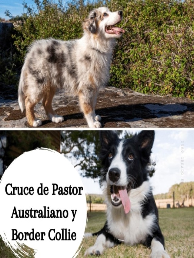 Sintético 98+ Foto cruza de border collie con pastor australiano El último