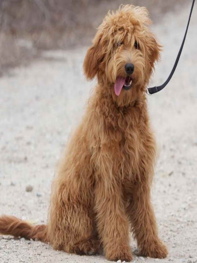 Lista 90+ Foto cruza de golden retriever con french poodle Cena hermosa