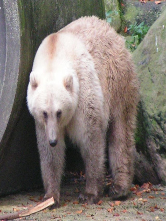 Álbumes 97+ Foto cruza de oso polar y grizzly Lleno
