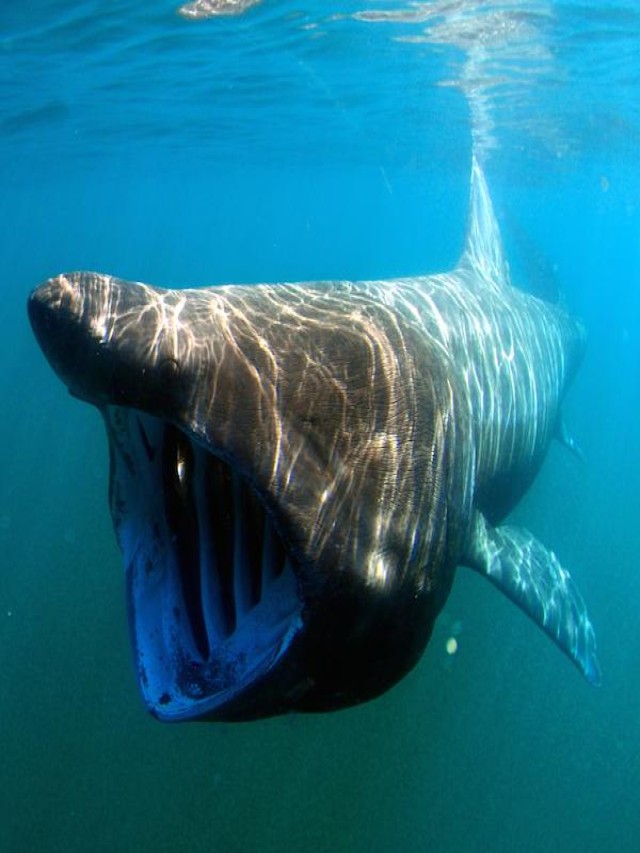 Lista 92+ Foto cuál es el animal más peligroso del océano Mirada tensa