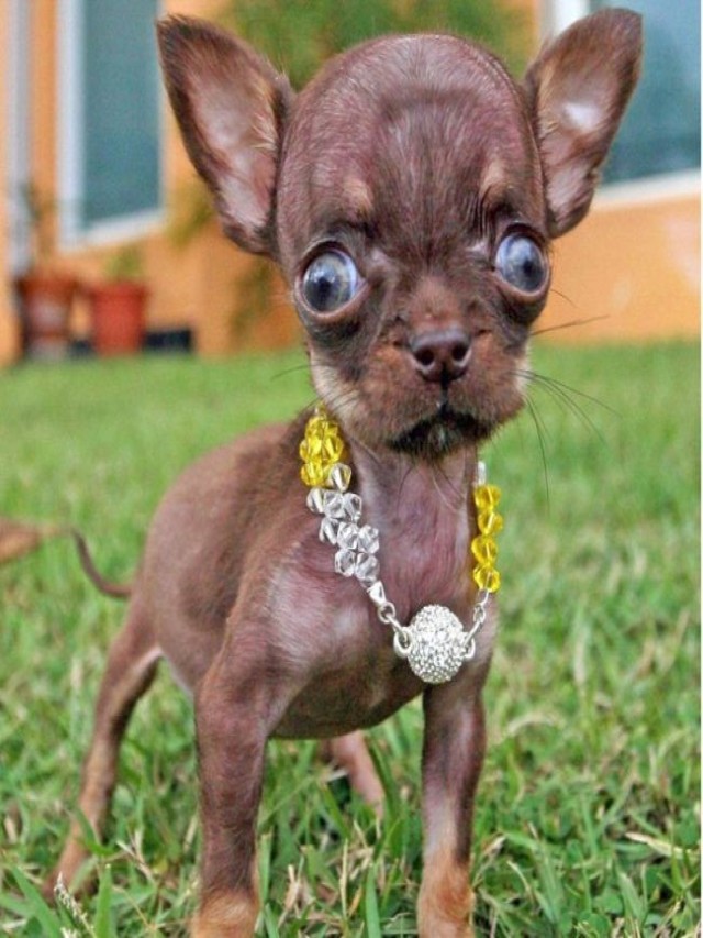 Arriba 93+ Foto cual es el perro más pequeño del mundo Cena hermosa