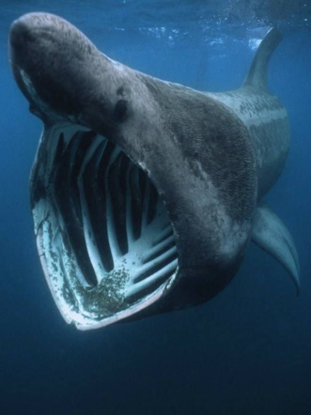 Arriba 105+ Foto cuál es el tiburón más agresivo Actualizar