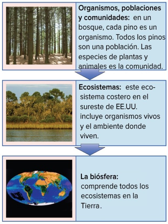 Lista 103+ Foto cual es la diferencia entre un bioma y un ecosistema El último