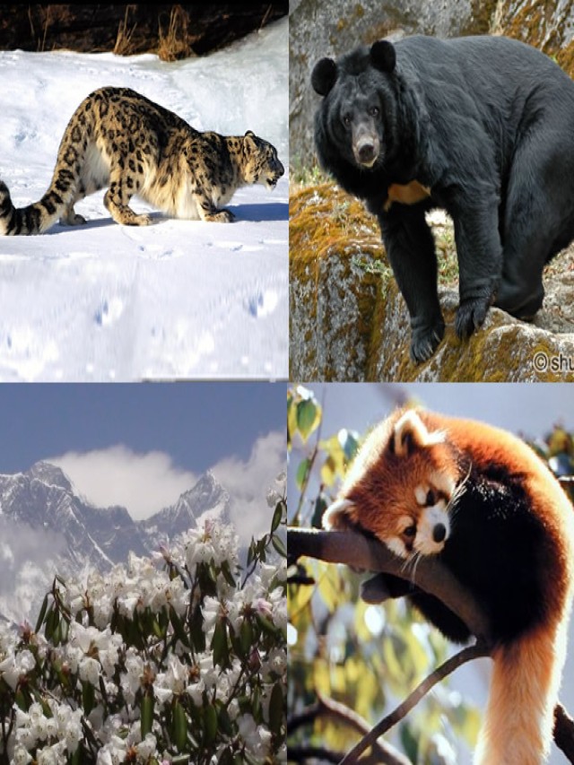 Álbumes 103+ Foto cuál es la fauna de la alta montaña Lleno