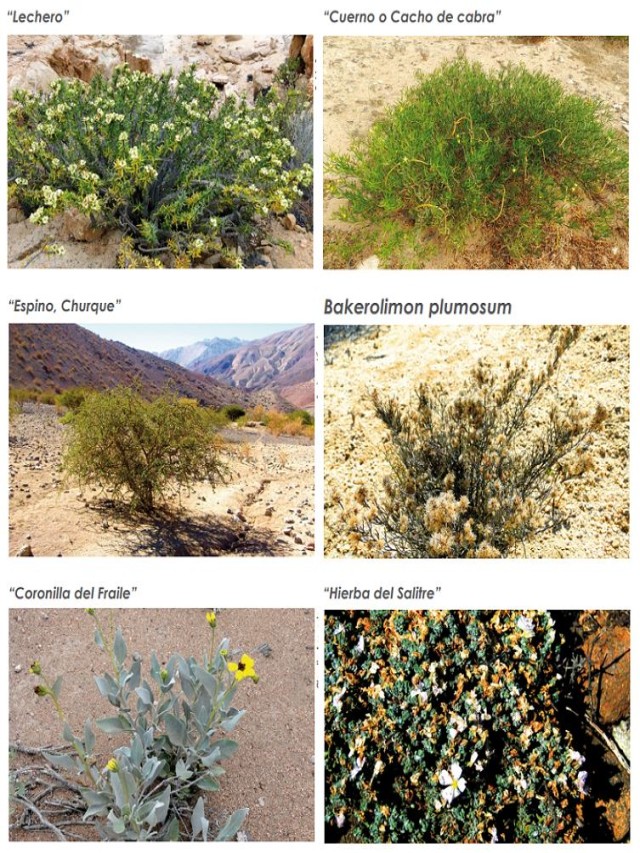 Álbumes 95+ Foto cuál es la flora del ecosistema del desierto Lleno
