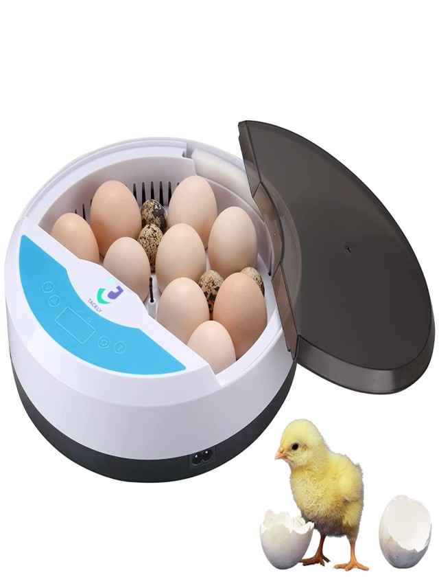 Lista 90+ Foto cual es la mejor temperatura para incubar huevos de gallina Lleno